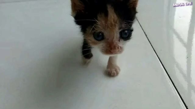 Кошка отказалась от котенка, потому что он был очень мал и слаб. Но судьба дала.. смотреть онлайн
