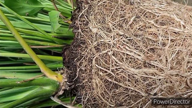 Root bound Peace Lily divided to make free plants//Root Pruning смотреть онлайн