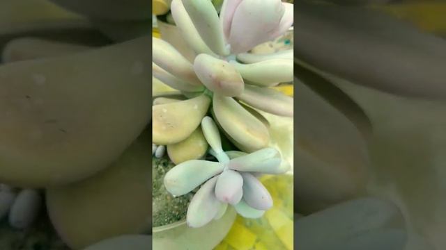Pachyphytum Oviferum смотреть онлайн