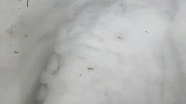 MVI 6719 след снежного человека на снегу смотреть онлайн