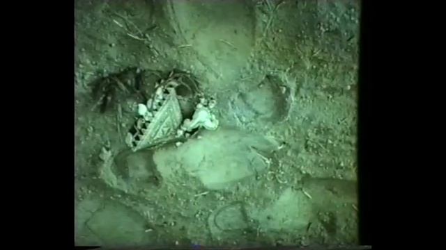 Шакалы Равата (немое кино) #UydaQoling