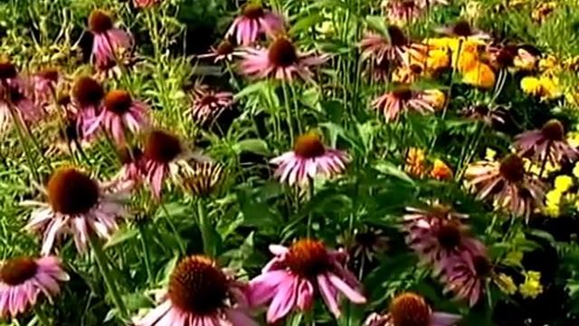 Цветы.Эхинацея пурпурная. смотреть онлайн