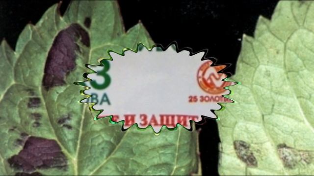 Болезни гортензии и их лечения