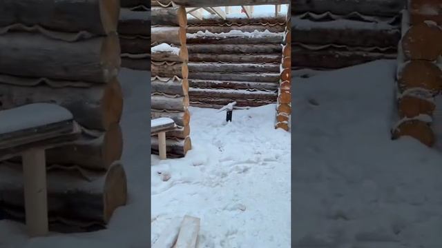 Обзор бани из полярной Карельской сосны Кело 100 м2 на стадии строительства Часть 1 смотреть онлайн