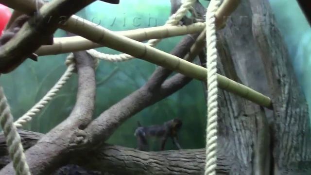 Мандрилы в Московском Зоопарке / Mandrills in the Moscow Zoo смотреть онлайн