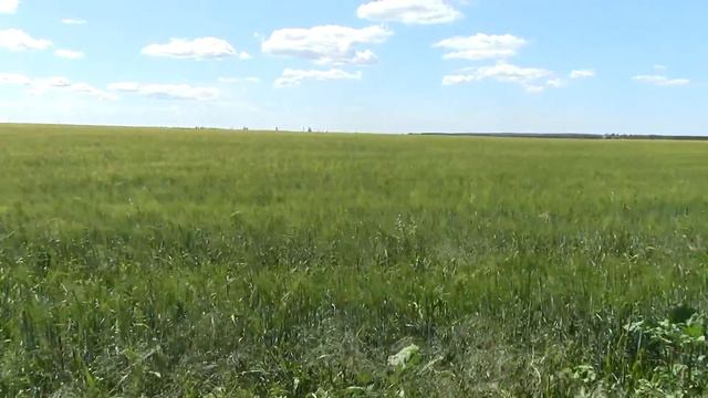 Русское поле смотреть онлайн