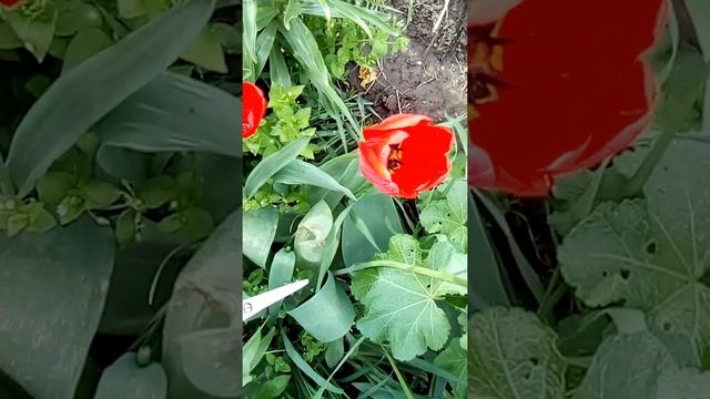 Увеличиваем скорость размножения!!??Подопытные-тюльпаны смотреть онлайн