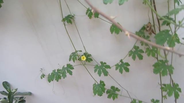 How To Grow Asparagus Fern From Seed смотреть онлайн