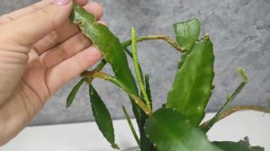 Лесные кактусы./ Эпифиллум /Марниера /Рипсалис /Селеницереус /Липисмиум /Питахайя