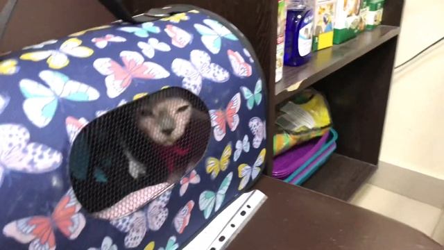 Канадский Сфинкс Афина❤️болеют и молодые кошки смотреть онлайн