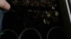 Посев семян цикламенов. Пошаговая инструкция . Мой опыт.