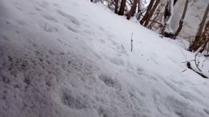 купил газ-53 самосвал