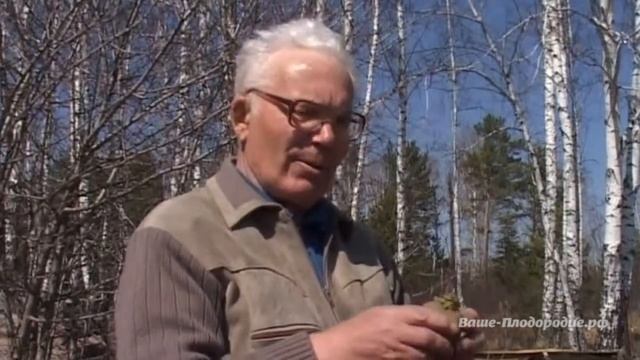 Выращивание картофеля. Органические траншеи смотреть онлайн