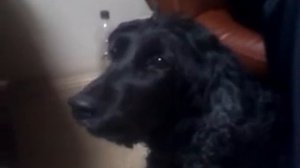 Спаниель поет песенки