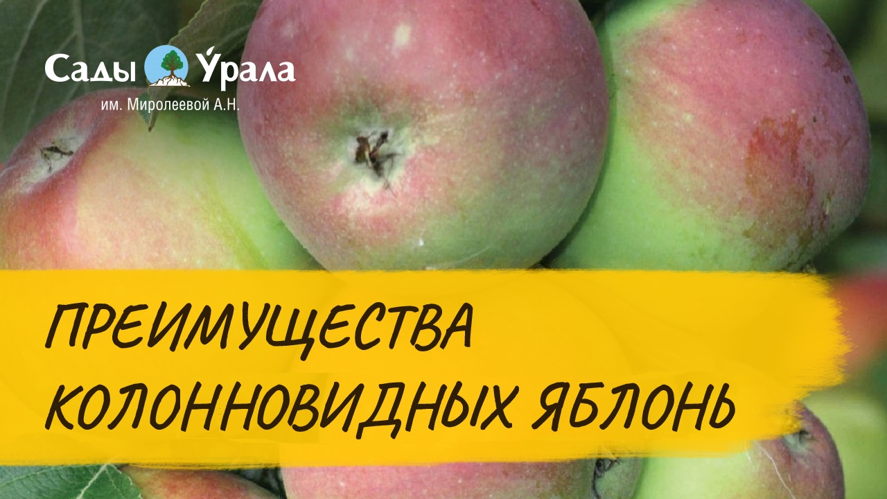 Особенности колонновидных яблонь. Обзор сортов смотреть онлайн