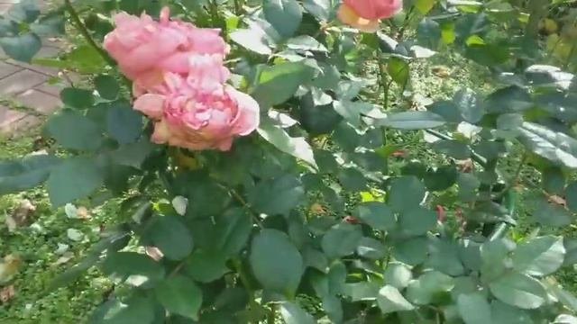 Немецкие и английские розы цветущие в октябре. Подмосковье. смотреть онлайн