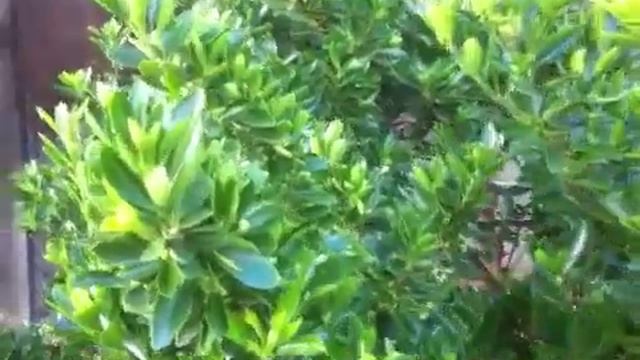 Euonymus japonicus 'Microphyllus' - Box-Leaf Euonymus смотреть онлайн