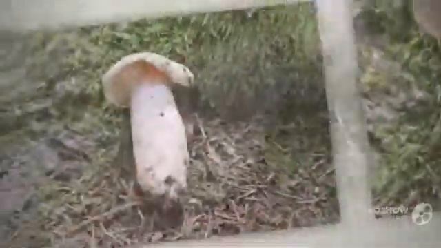 Lactifluus - fungi kingdom смотреть онлайн