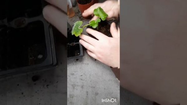 Пеларгония Calliope Dark Red.