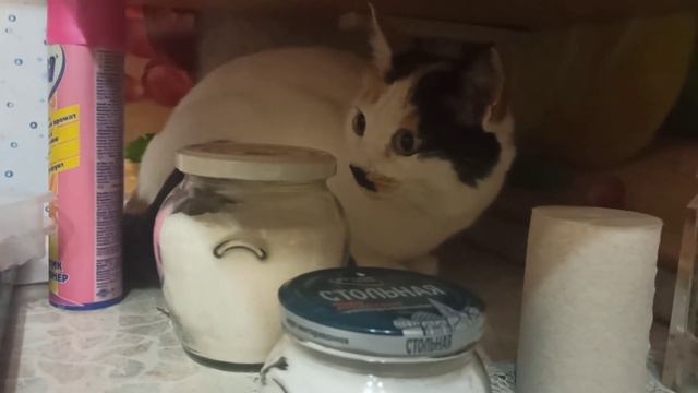 ДОБРЫЙ ВЕЧЕР! ??? НЕМНОГО МОХНАТОГО ПОЗИТИВА НА СОН ГРЯДУЩИЙ! ??? 12.10.2023г.