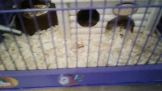 Что можно крысам,а что нельзя смотреть онлайн