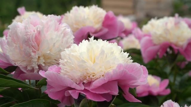 Пион She's My Star. Май 2018 смотреть онлайн