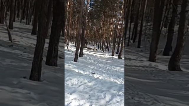 Катание на хаски питомника 