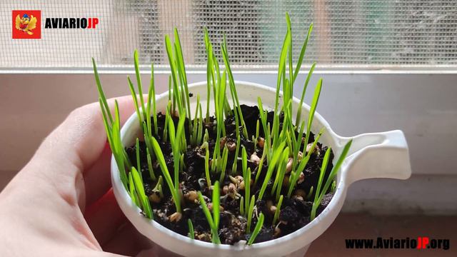 ✅ POTENCIADOR DEL CANTO PARA PÁJAROS ¡¡En solo 5 minutos!! 100% NATURAL смотреть онлайн