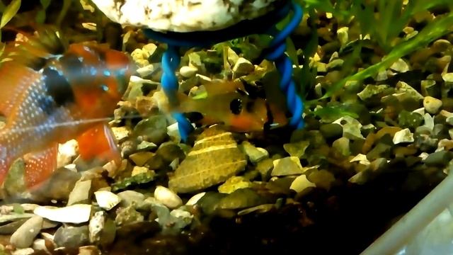 Апистограмма Рамирези (Mikrogeophagus ramirezi)(Апистограмма-бабочка) смотреть онлайн