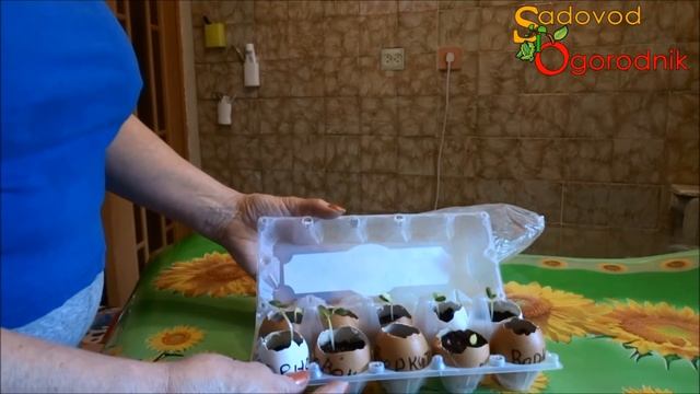 Огурцы в яичной скорлупе: выращивание рассады. Часть 2. смотреть онлайн