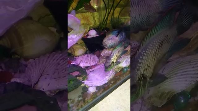 Мальки голубой акары