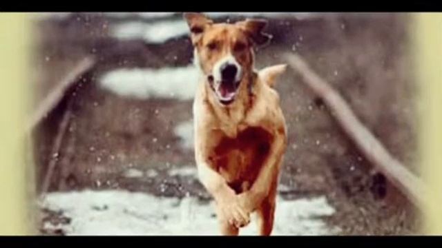 РЫЖАЯ ДВОРНЯГА смотреть онлайн