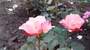 Алиссар Принцесса Финикийская саженец весенней посадки из питомника Нью-джерси!!!?????