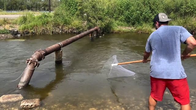 Scooping Up SHRIMP in a ROADSIDE DITCH (CATCH AND COOK) смотреть онлайн