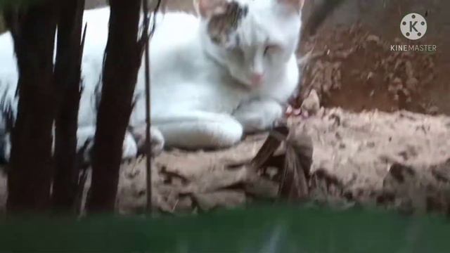 #dalawang Pusang Magkarilasyon At Yong Isang Pusa Na Cute..