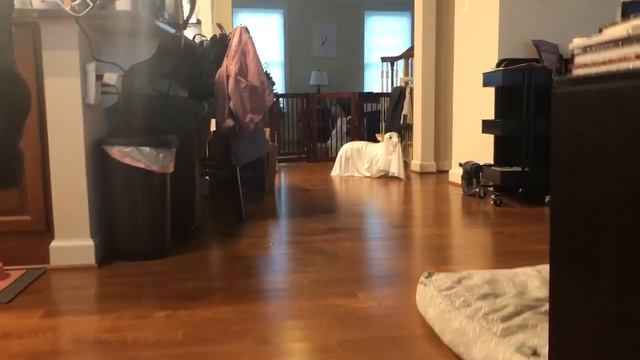 Собака-призрак смотреть онлайн