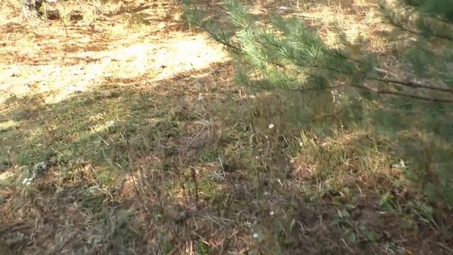 РЫЖИК РЫЖЕНЬКИЙ МАСЛЯТКИ и НАШЁЛ ПОЛЯНУ ГРИБОВ! Поход с утра ПО ГРИБЫ В ЛЕС!