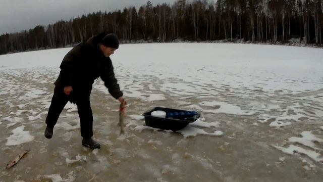ЛОВИМ ЩУКУ на жерлицы.На озере с НОЧЁВКОЙ.Собака напоролась на бур. смотреть онлайн