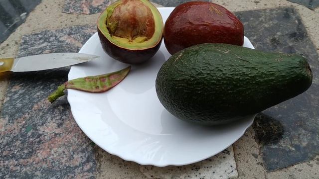 Aquacate Liso or A. del Pais - seedling avocado in Gran Canaria (Persea americana) смотреть онлайн