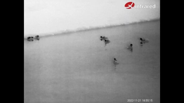 InfiRay T2Pro  тепловизор с камерой ночного видения.