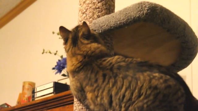 Домики для кошек с когтеточкой смотреть онлайн