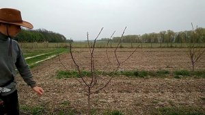 Формировка абрикоса. Запоздалая чаша. Весна