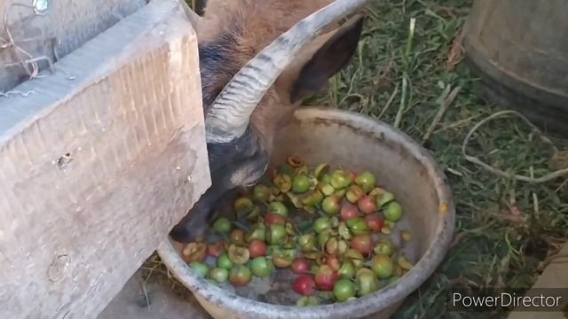 важная добавка для кур несушек?//что повышает удой! ?дрожжевание для несушек. яблоки для коз смотреть онлайн