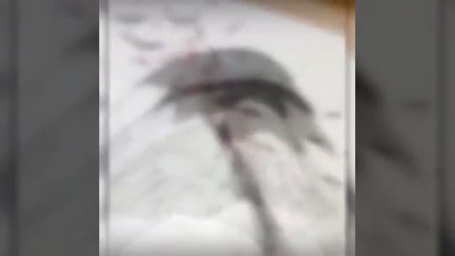 Эскиз ворона готов смотреть онлайн