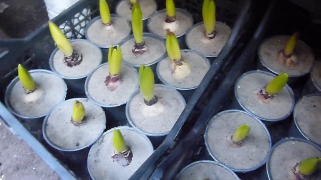 гиацинт,виола готовлю к 8 марта. смотреть онлайн