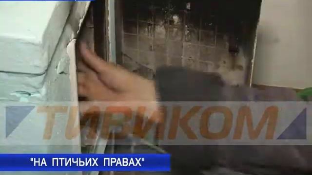 На птичьих правах смотреть онлайн