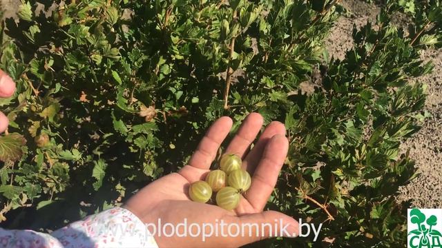 Крыжовник Алтайский. Поздний крупноплодный сорт зелёного крыжовника.