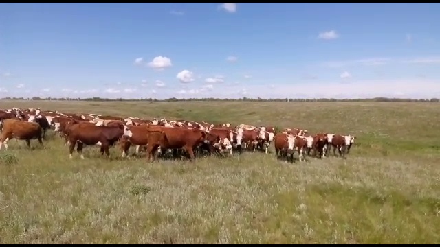 Стадо маточного поголовья мясного скота на продажу более 300 голов весом 470 кг и выше. +79656176005 смотреть онлайн