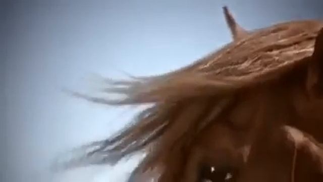 Рыжая лошадь самая красивая смотреть онлайн