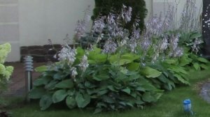 Хоста. Полезные нюансы.